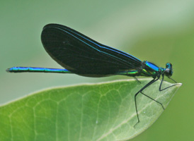 Ebony Jewelwing